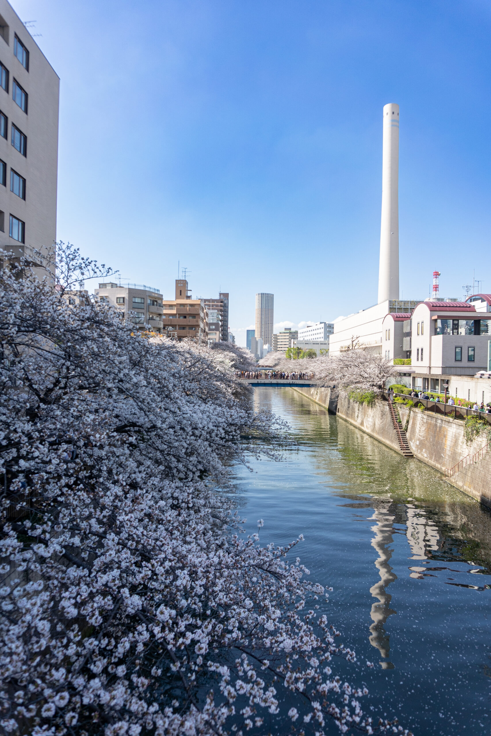 Paisaje urbano con cerezos en flor en Tokio Japón